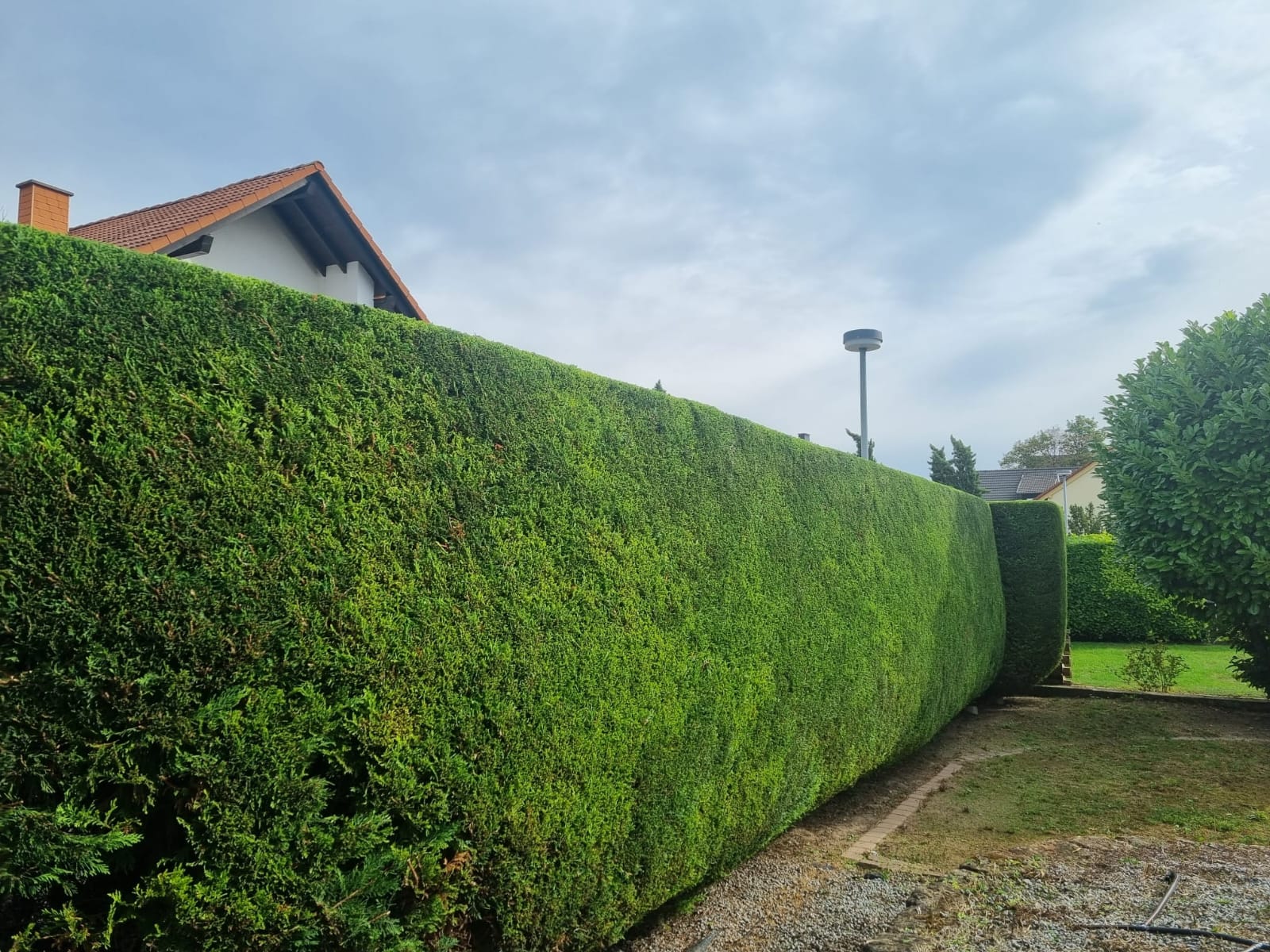 Hecke nach dem Heckenschnitt, Galabau Luki Neustadt