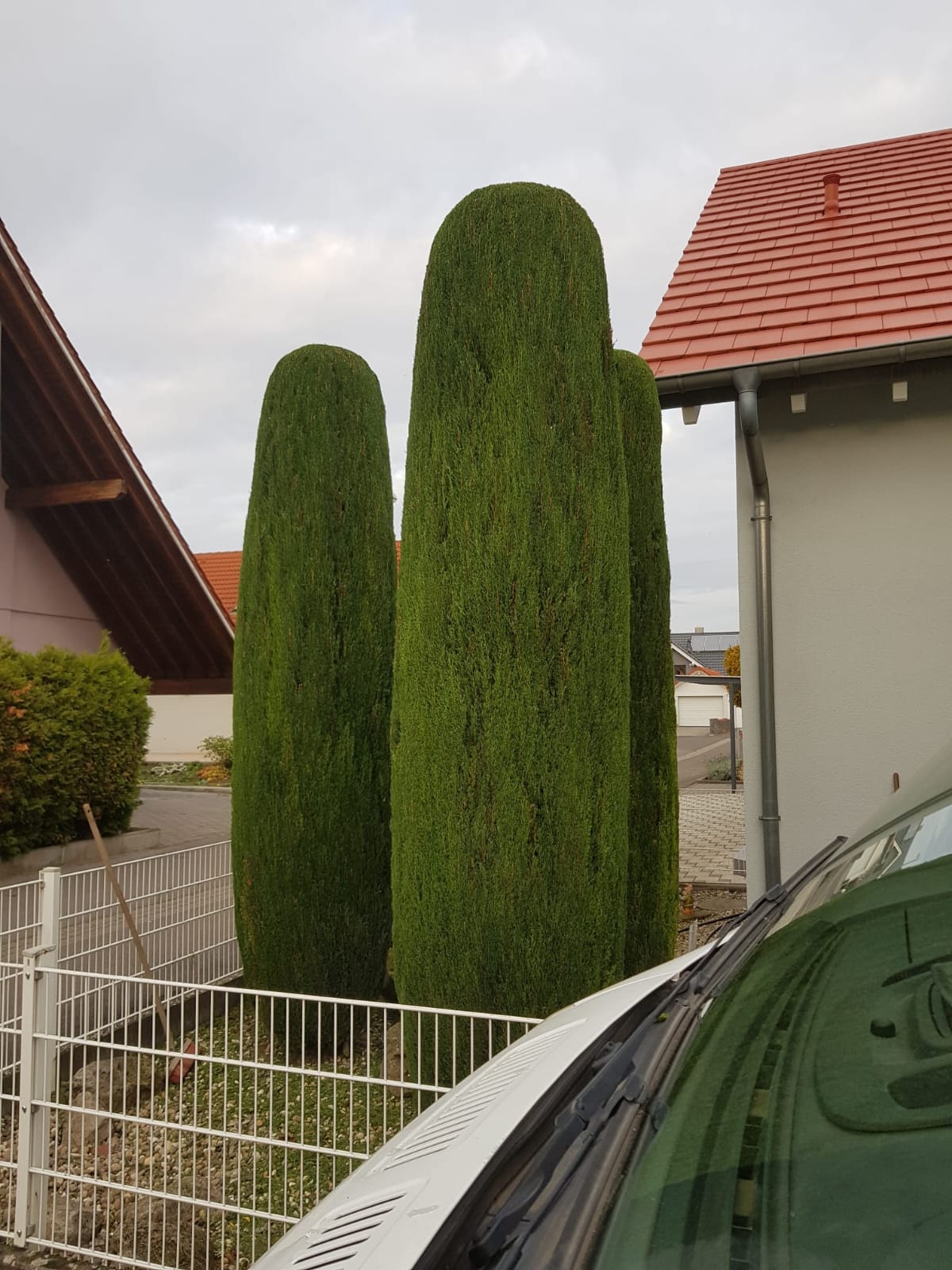 Geschnittene Zypressen im Vorgarten, Galabau Luki Neustadt