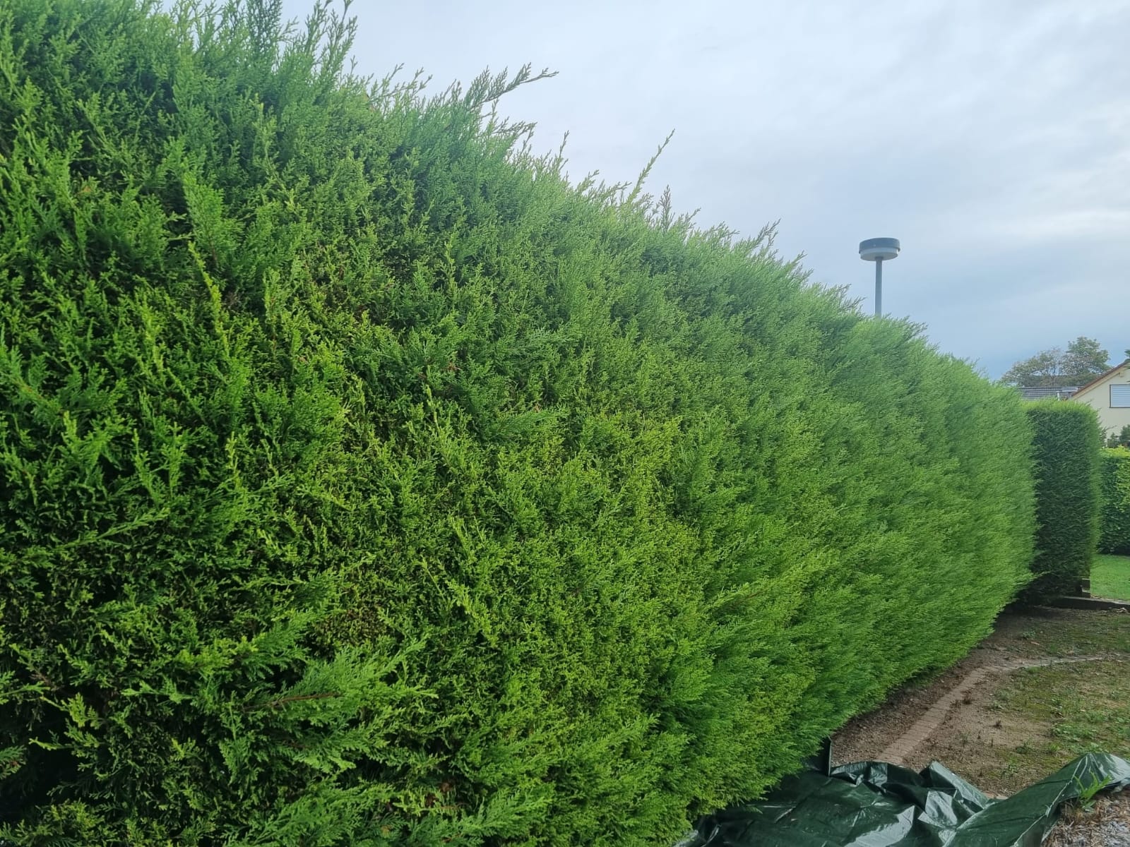 Lange Hecke nach dem Heckenschnitt, Galabau Luki Neustadt
